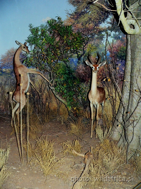 Picture 176.jpg - Gerenuk (Litocranius walleri)